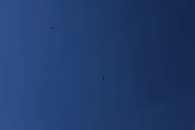 DSC_0268 (Large).JPG